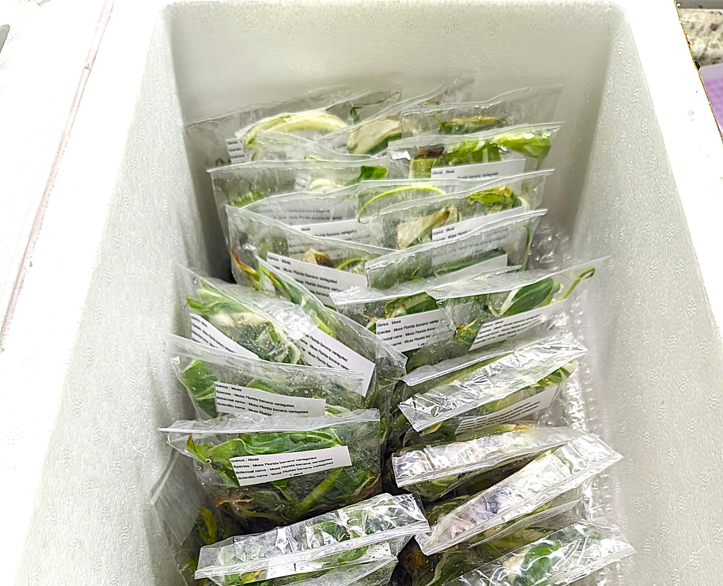 Tissue Culture Bundle 50+1 plants