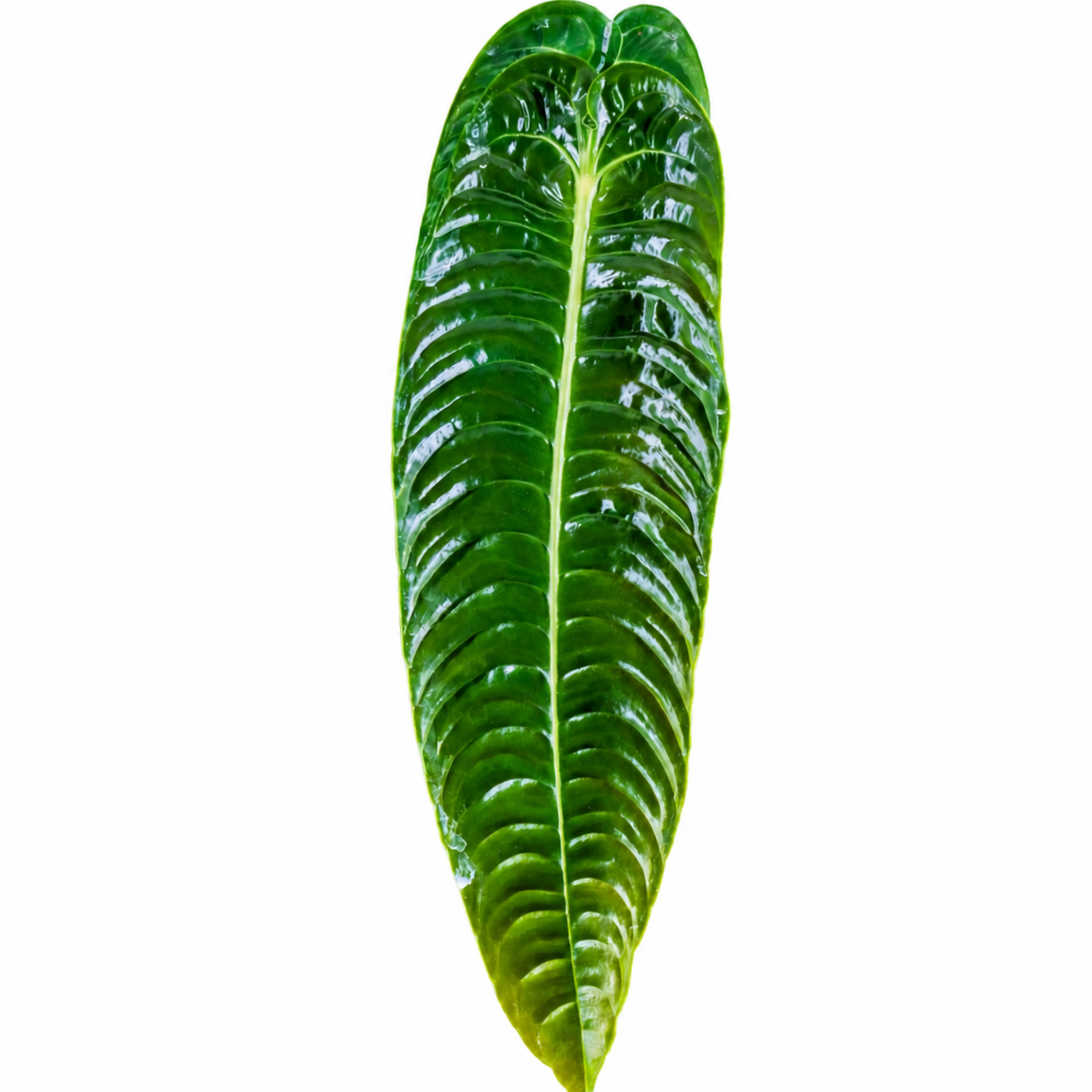 Anthurium Veitchii 'King" – 10 Pack Tissue Culture Plants