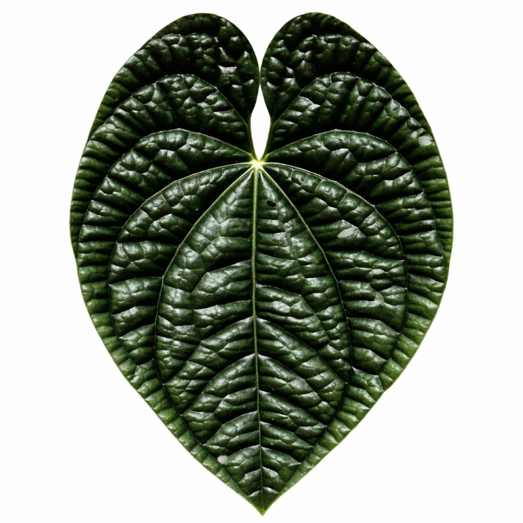 Anthurium Luxurians – 10 Pack Tissue Culture Plants