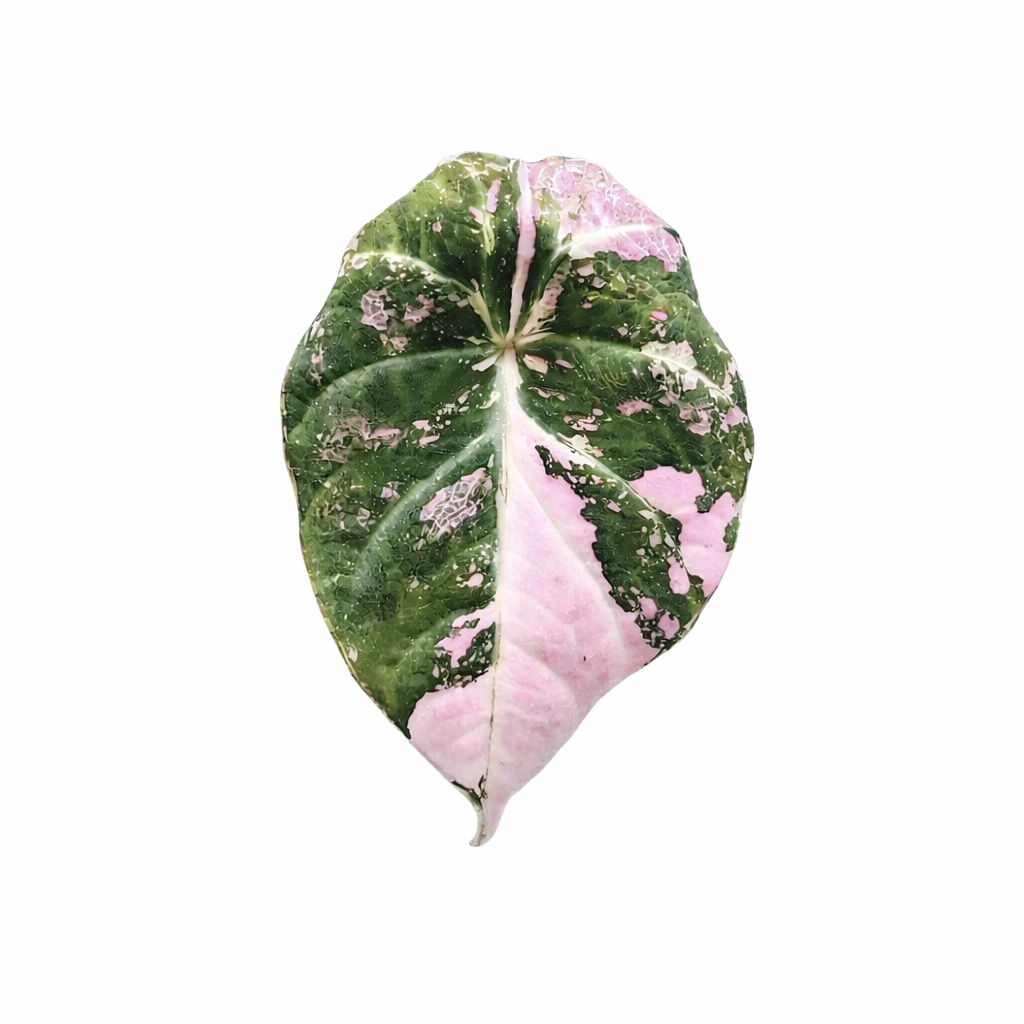Alocasia Black Velvet Pink – 5 Pack Tissue Culture Plants (Jewel Alocasia Starter Plants)
