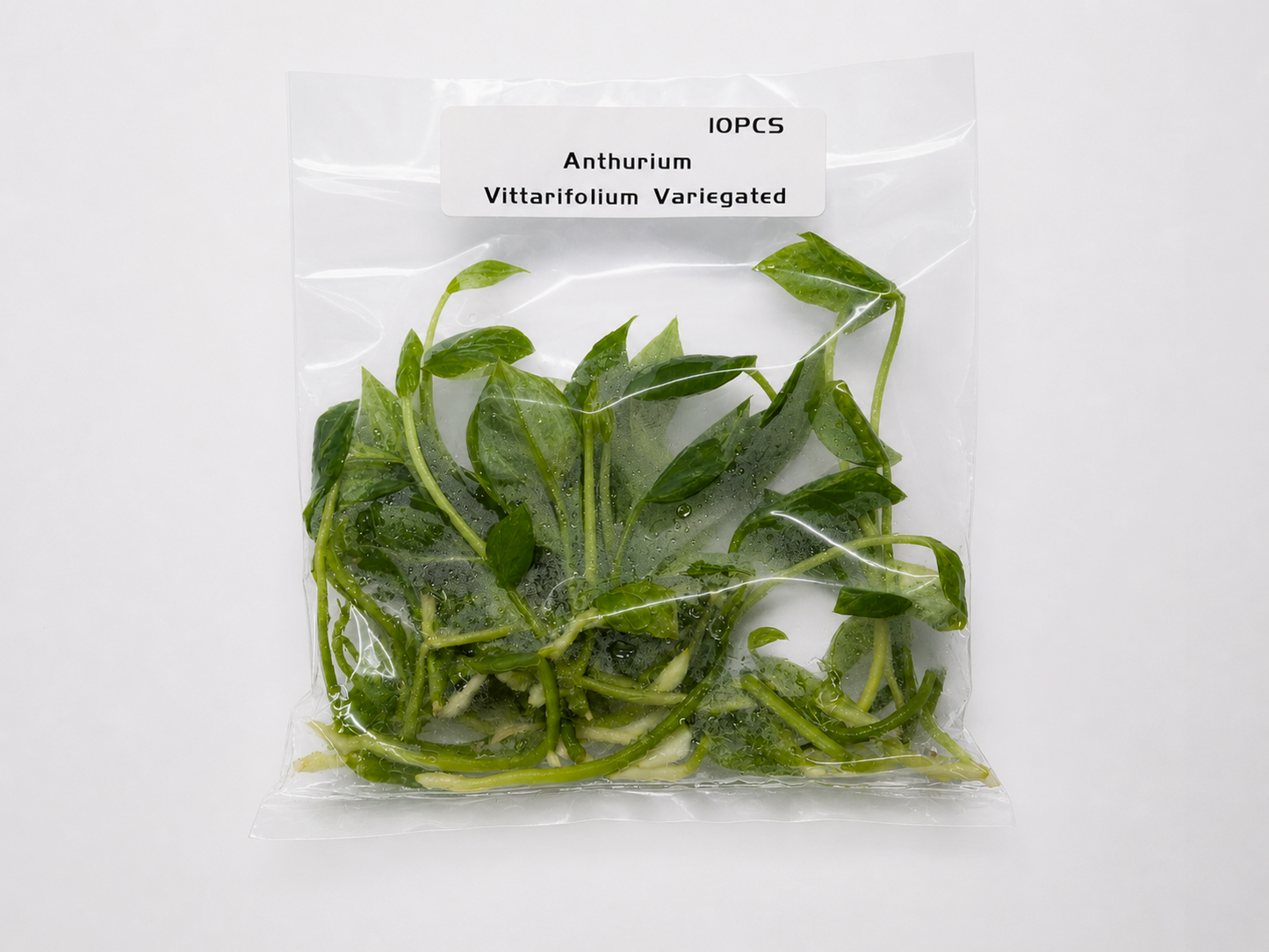 Anthurium Vittarifolim Variegated – 10 Pack Tissue Culture Plants
