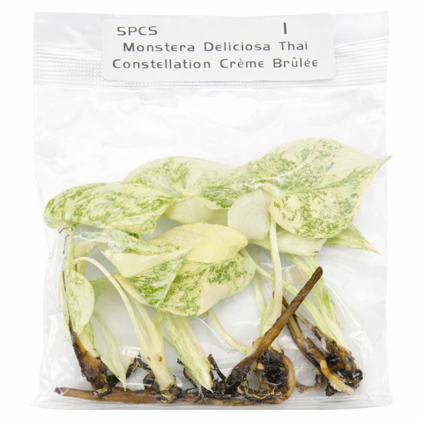 Monstera Deliciosa Creme Brulee - Tissue Culture