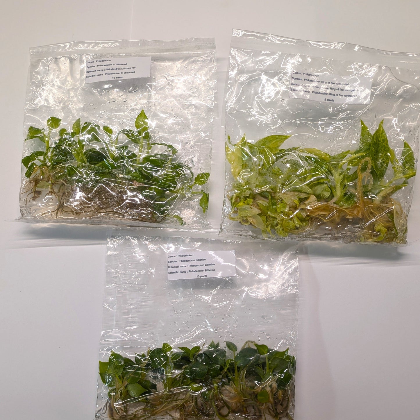 Tissue Culture Bundle 30 Pack - Billietiae, El Choco, Ring of Fire