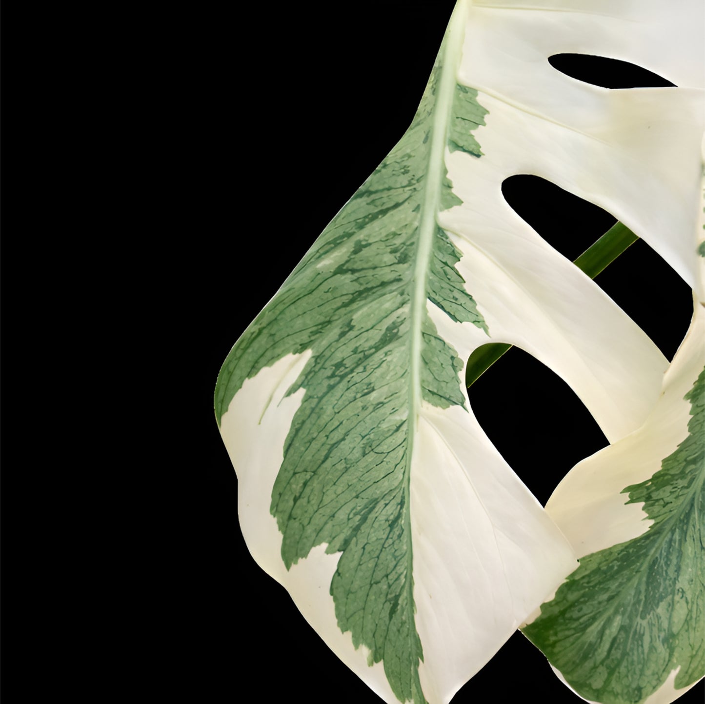 Monstera White Lava Ghost - Tissue Culture
