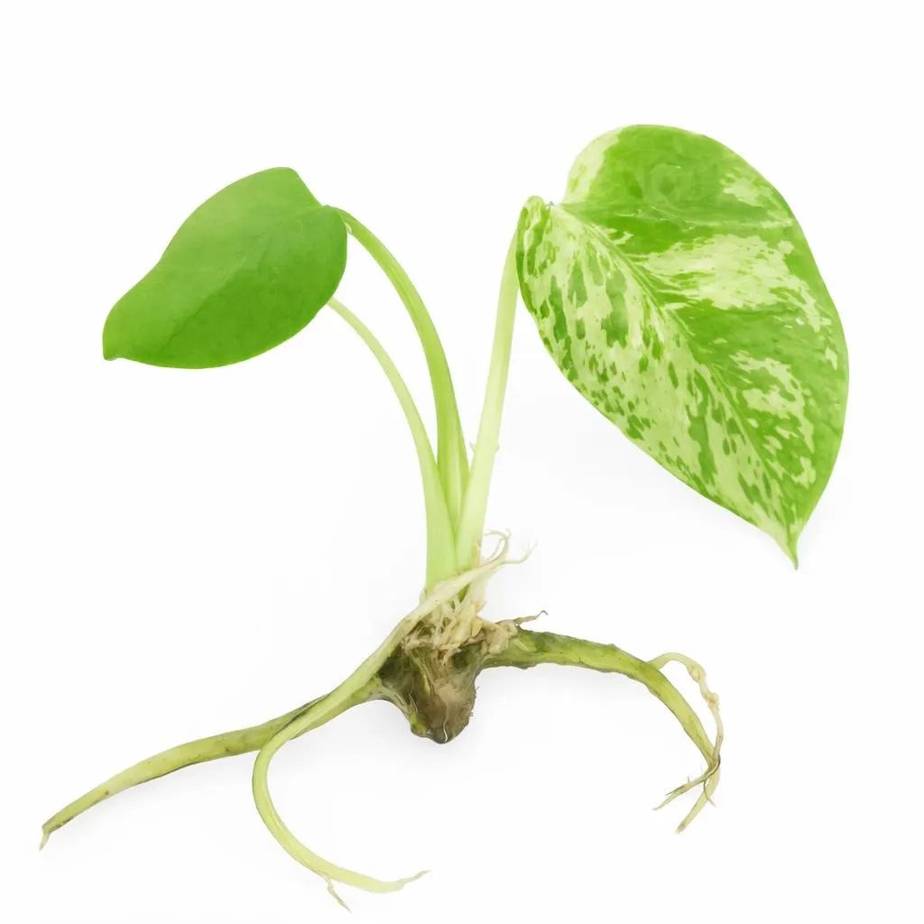 Monstera Bulbasaur 5 Pack - Tissue Culture