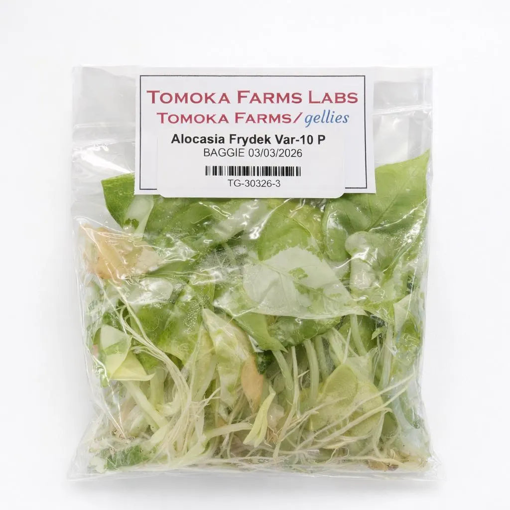 Alocasia Frydek Variegated – 10 Pack Tissue Culture Plants