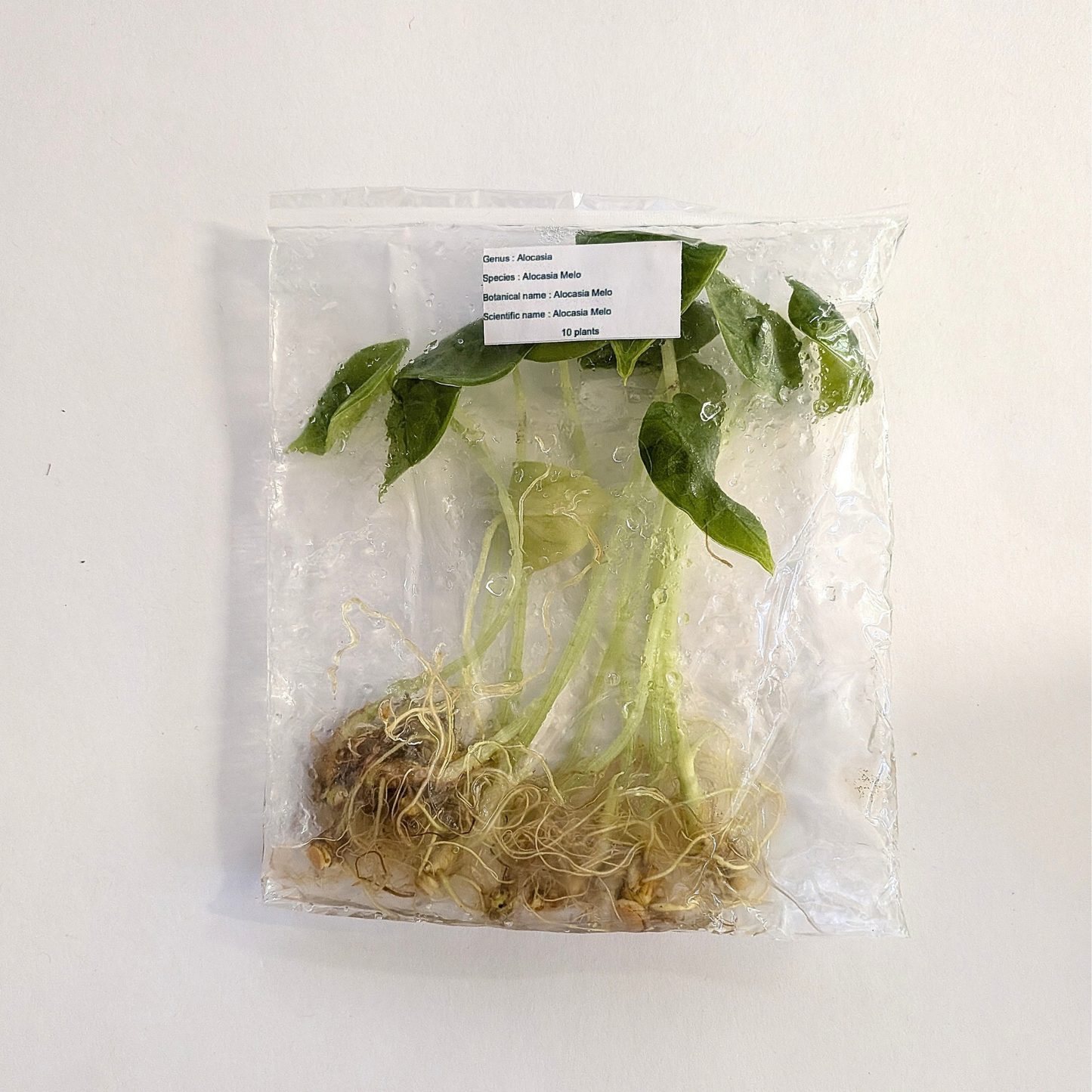 Alocasia Melo – 10 Pack Tissue Culture Plants