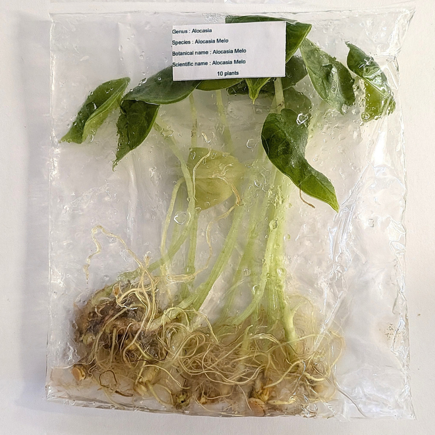 Alocasia Melo – 10 Pack Tissue Culture Plants