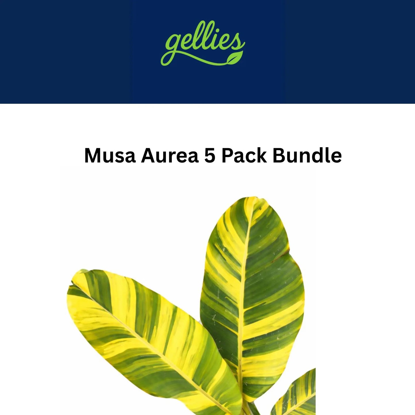 Musa Aurea Variegated Banana Tissue Culture 5 Pack
