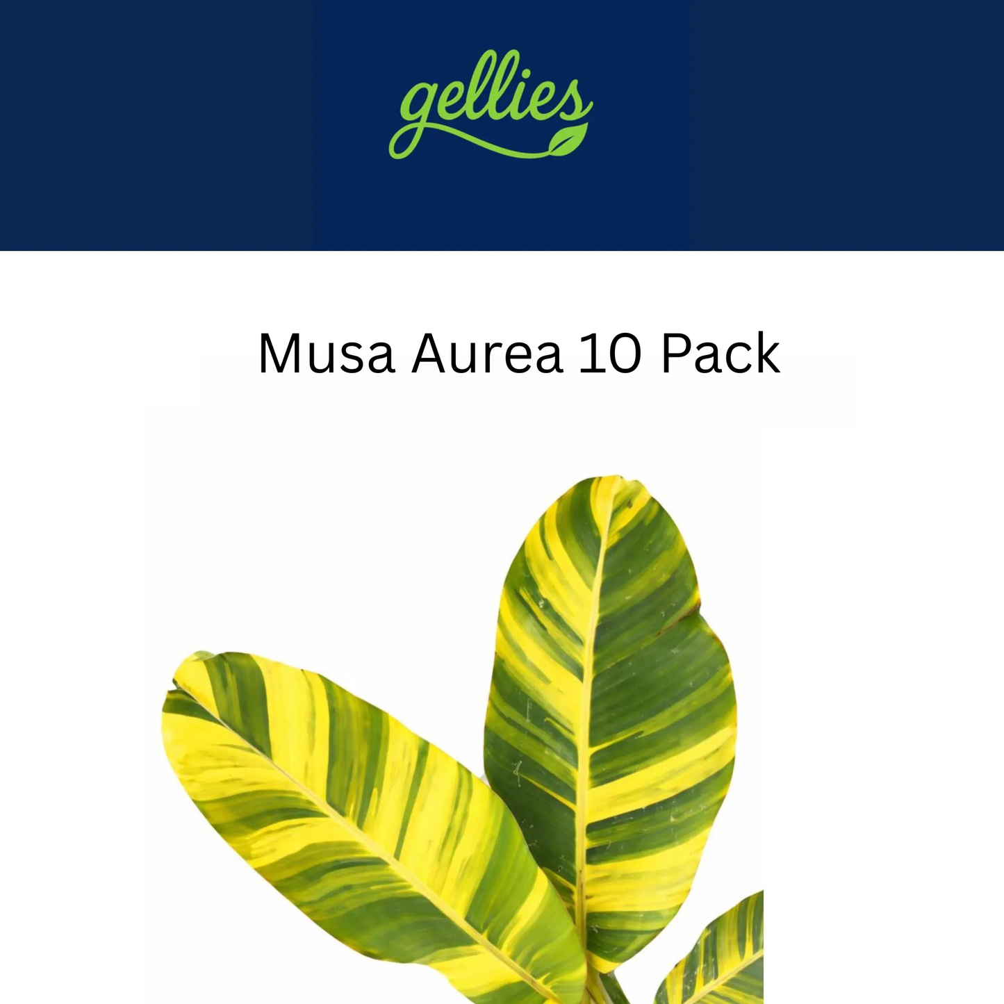 Musa Aurea Variegated Banana 10-Pack Tissue Culture