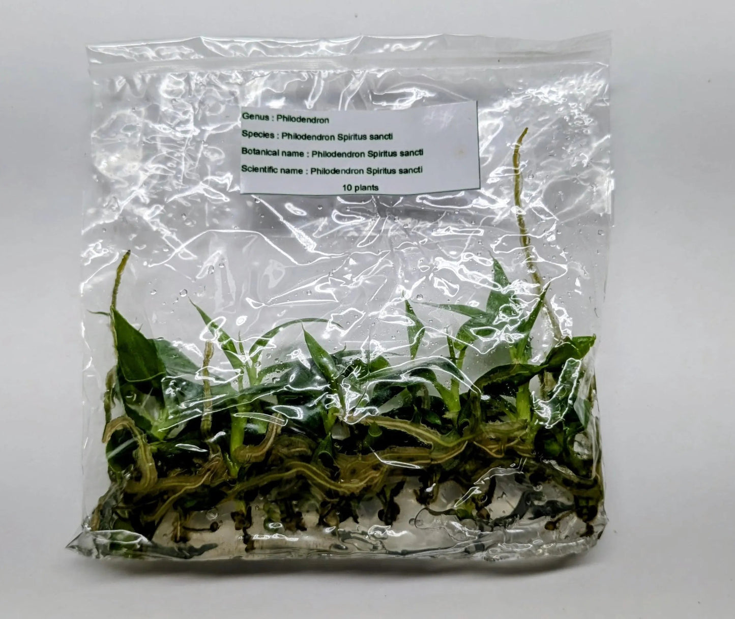 Philodendron Spiritus Sancti Tissue Culture Plants – 10 Pack