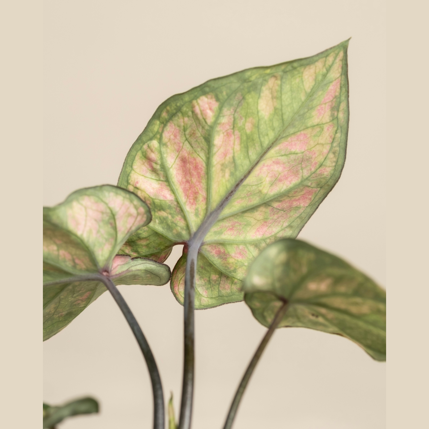 Syngonium Strawberry Ice – Tissue Culture Plant 5-Pack