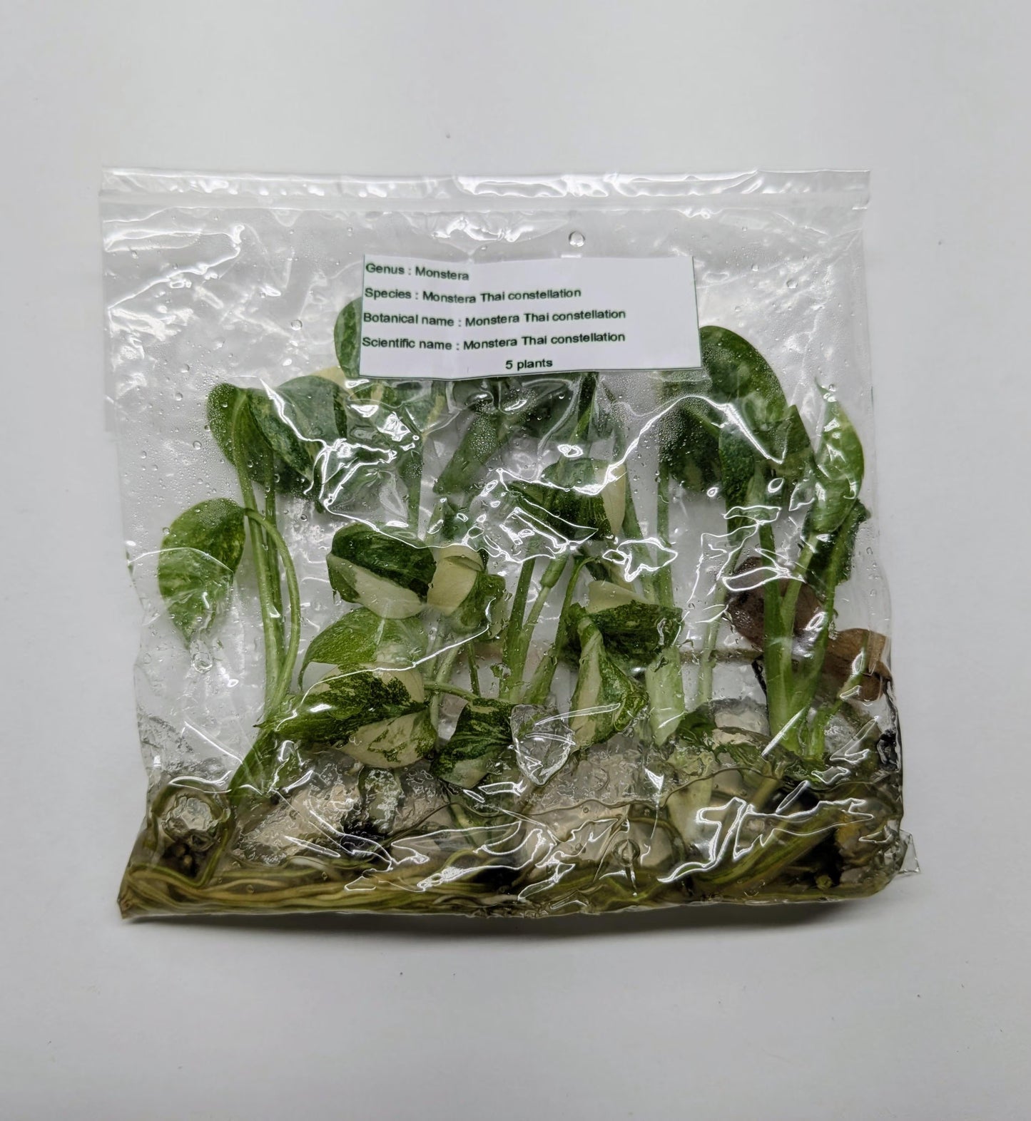 Monstera Thai Constellation Variegated - Tissue Culture