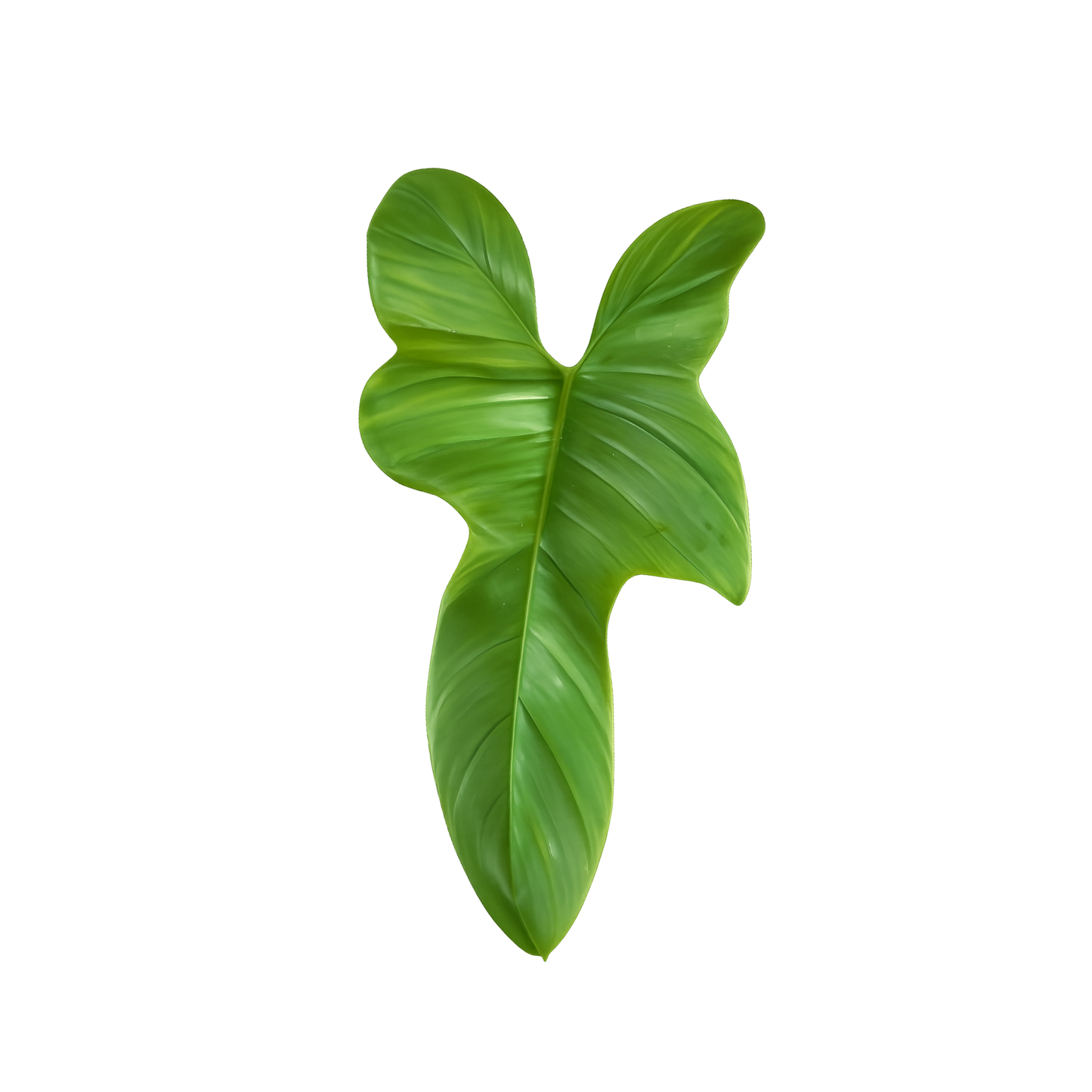 Philodendron Violin Bipennifolium Tissue Culture Plants – 10 Pack