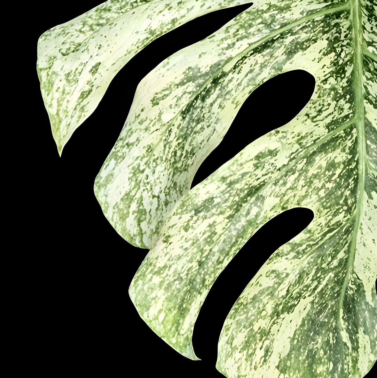 Monstera Deliciosa White Monster - Tissue Culture