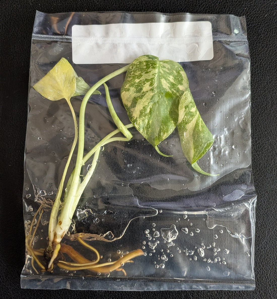 Fresh tissue culture bag as received