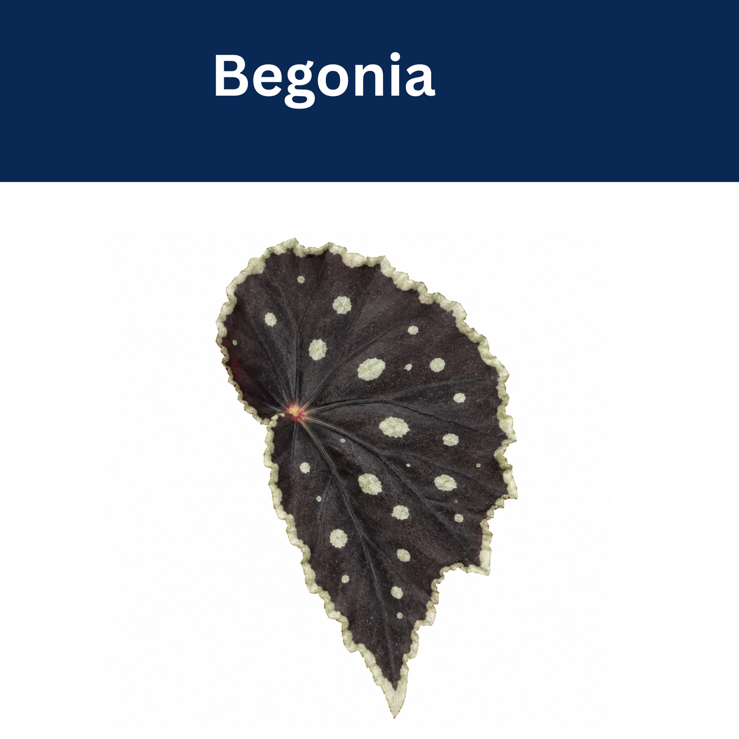 Begonia