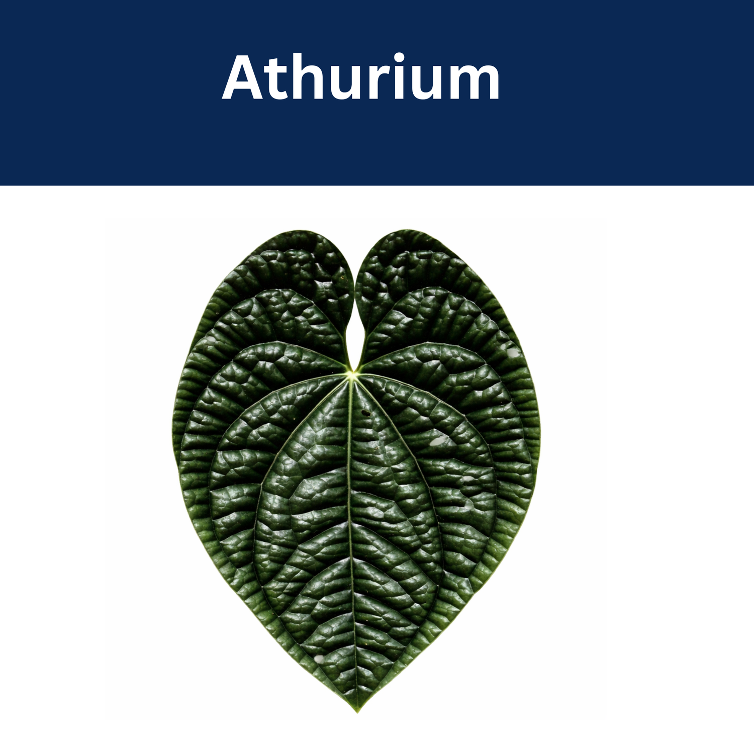 Anthurium