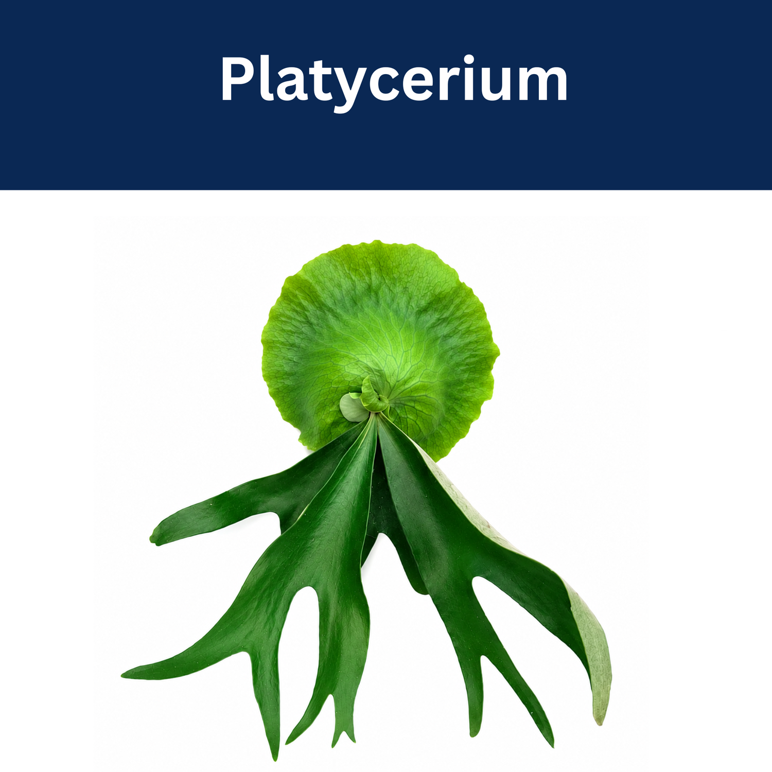 Platycerium