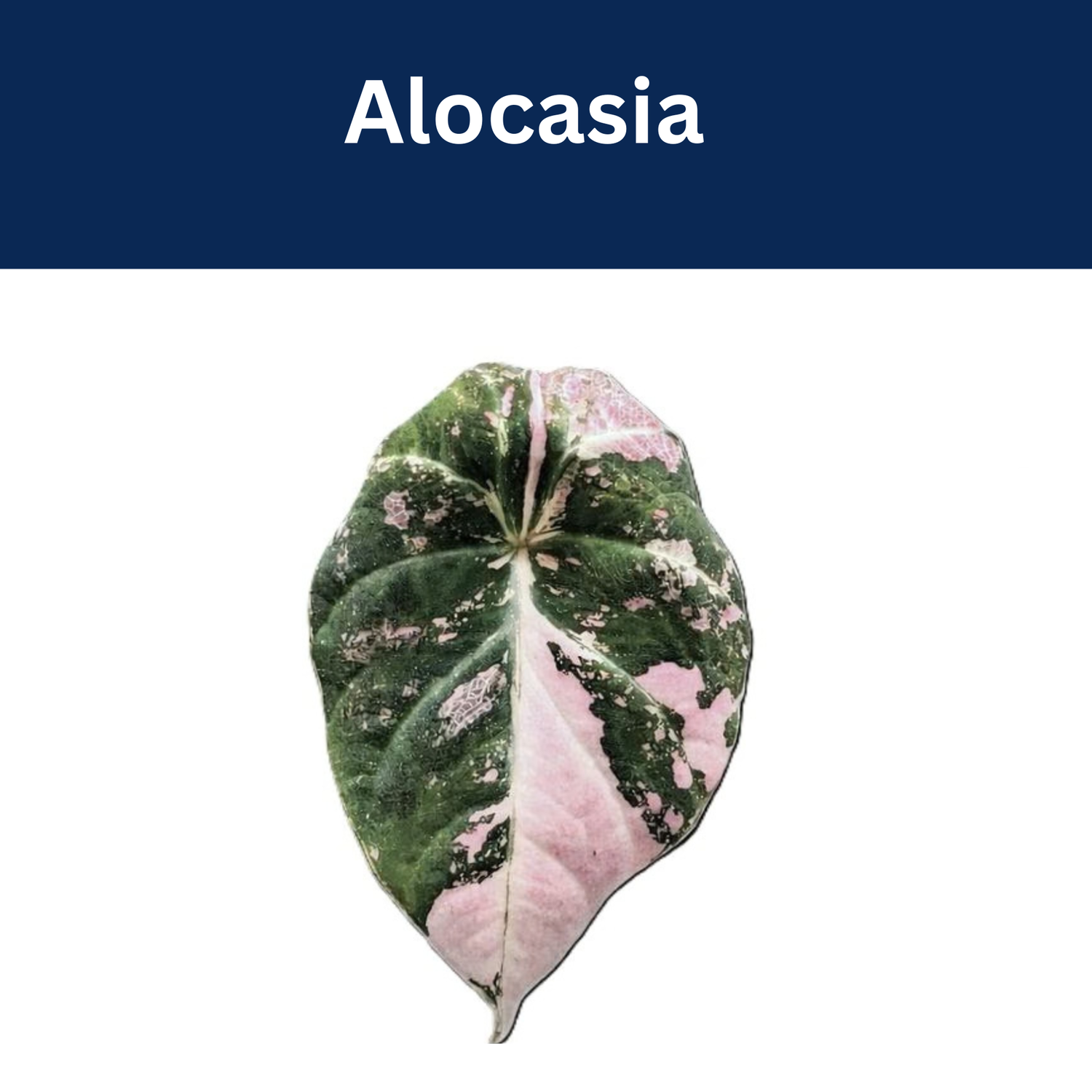 Alocasia