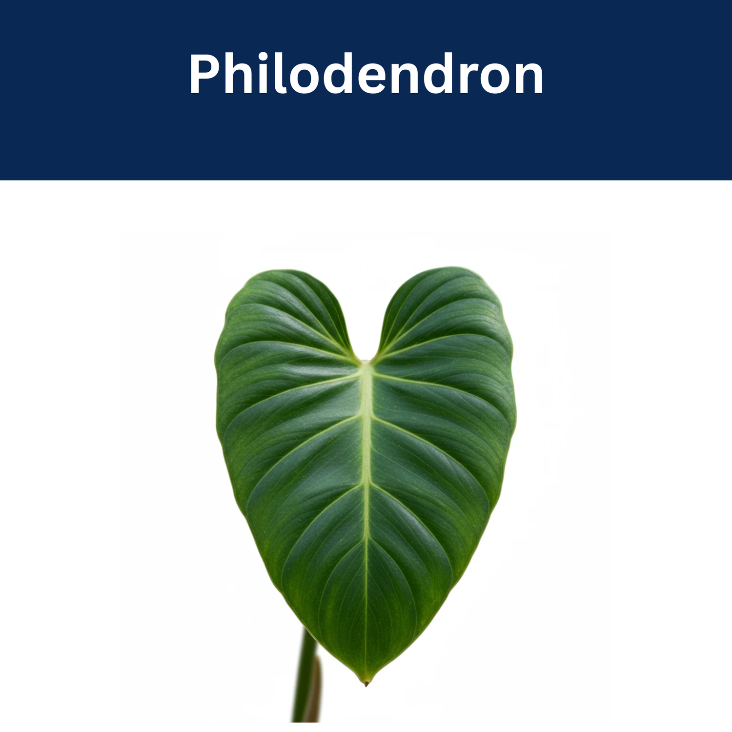 Philodendron