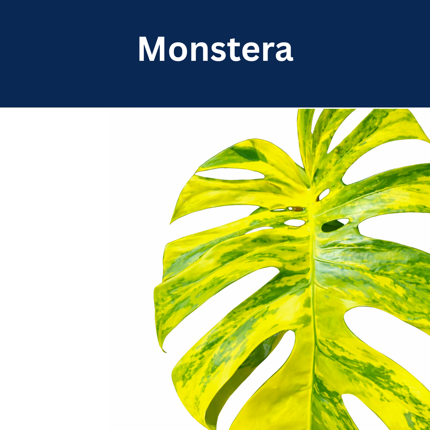 Monstera