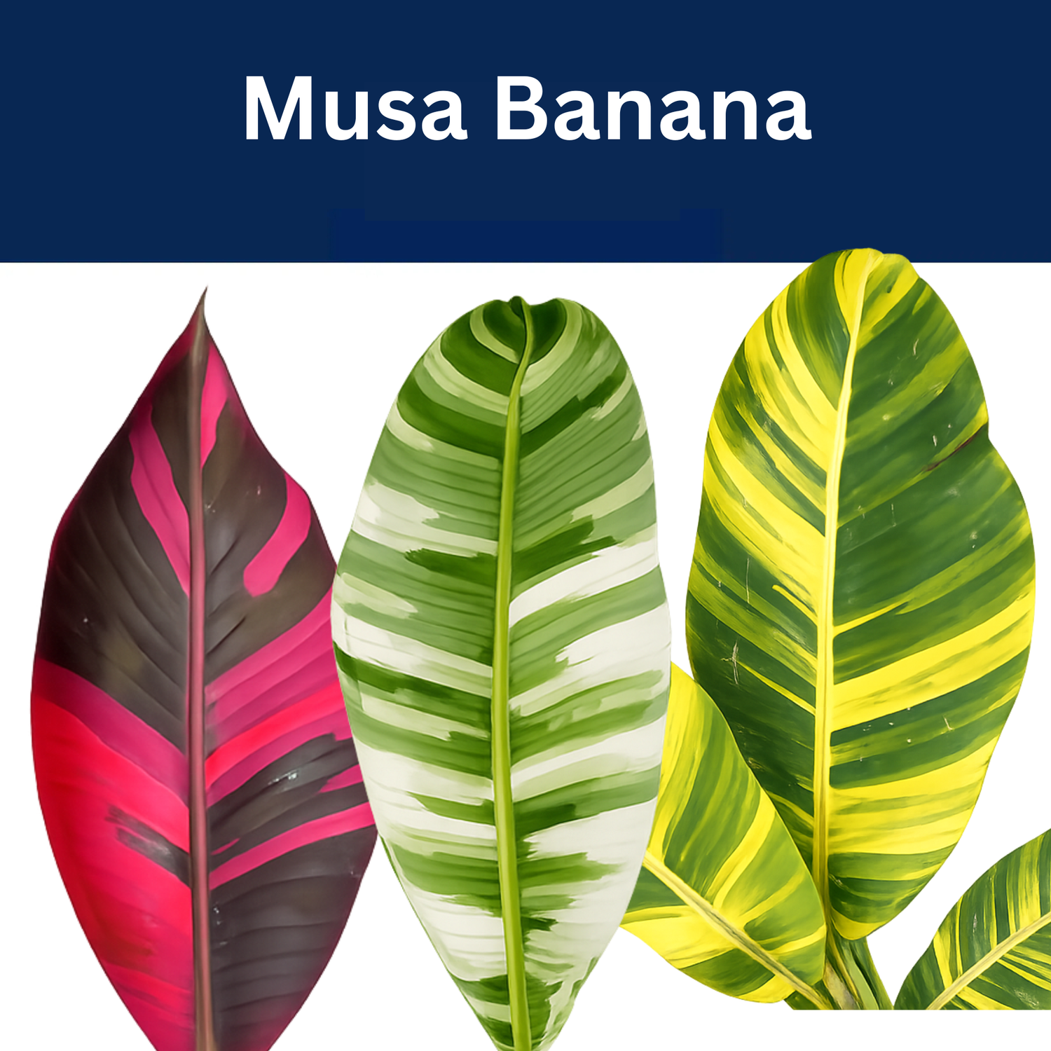 Musa Banana