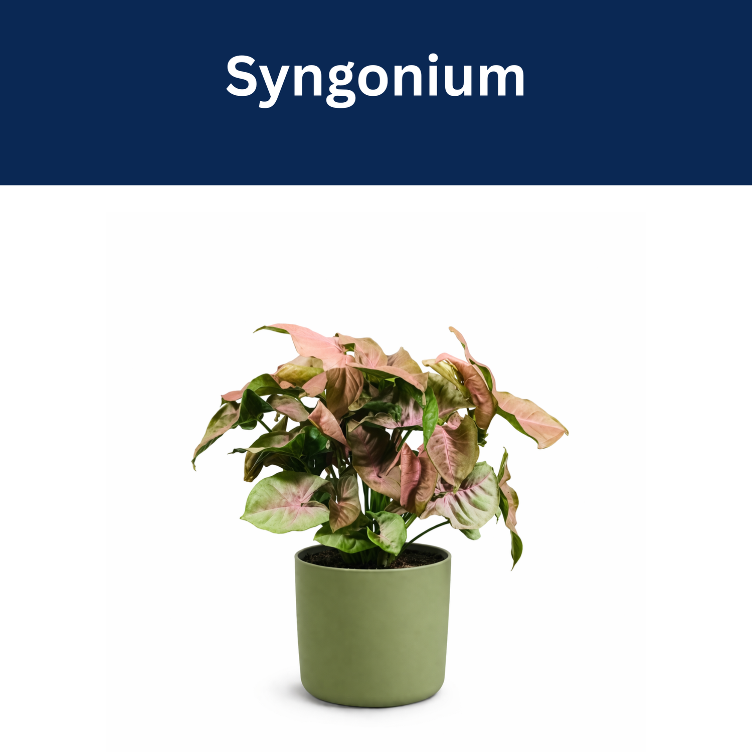 Syngonium