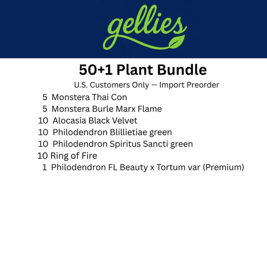 Tissue Culture Bundle 50+1 plants