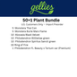 Tissue Culture Bundle 50+1 plants