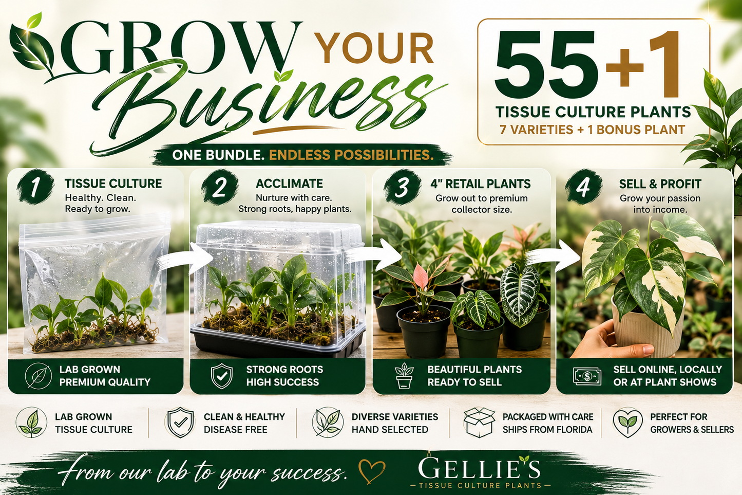 Tissue Culture Bundle 55+1 plants