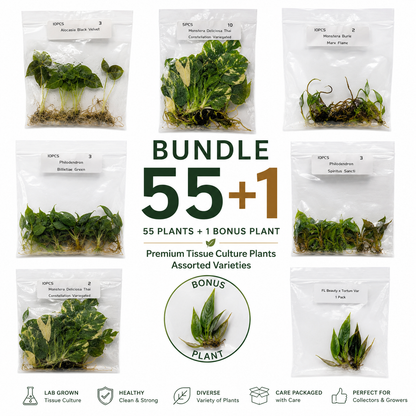 Tissue Culture Bundle 55+1 plants