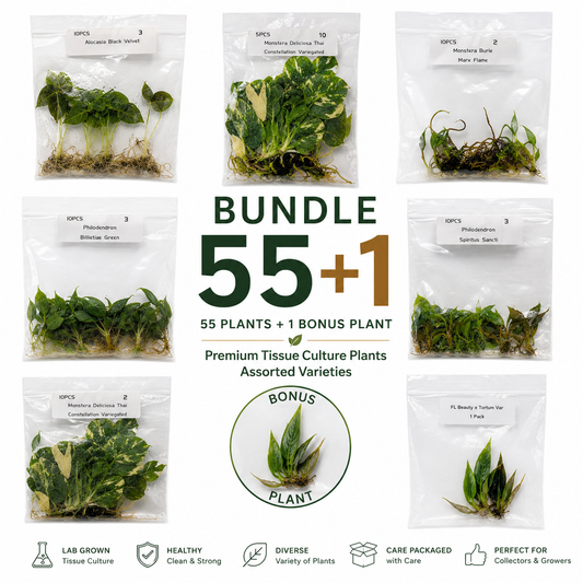 Tissue Culture Bundle 55+1 plants