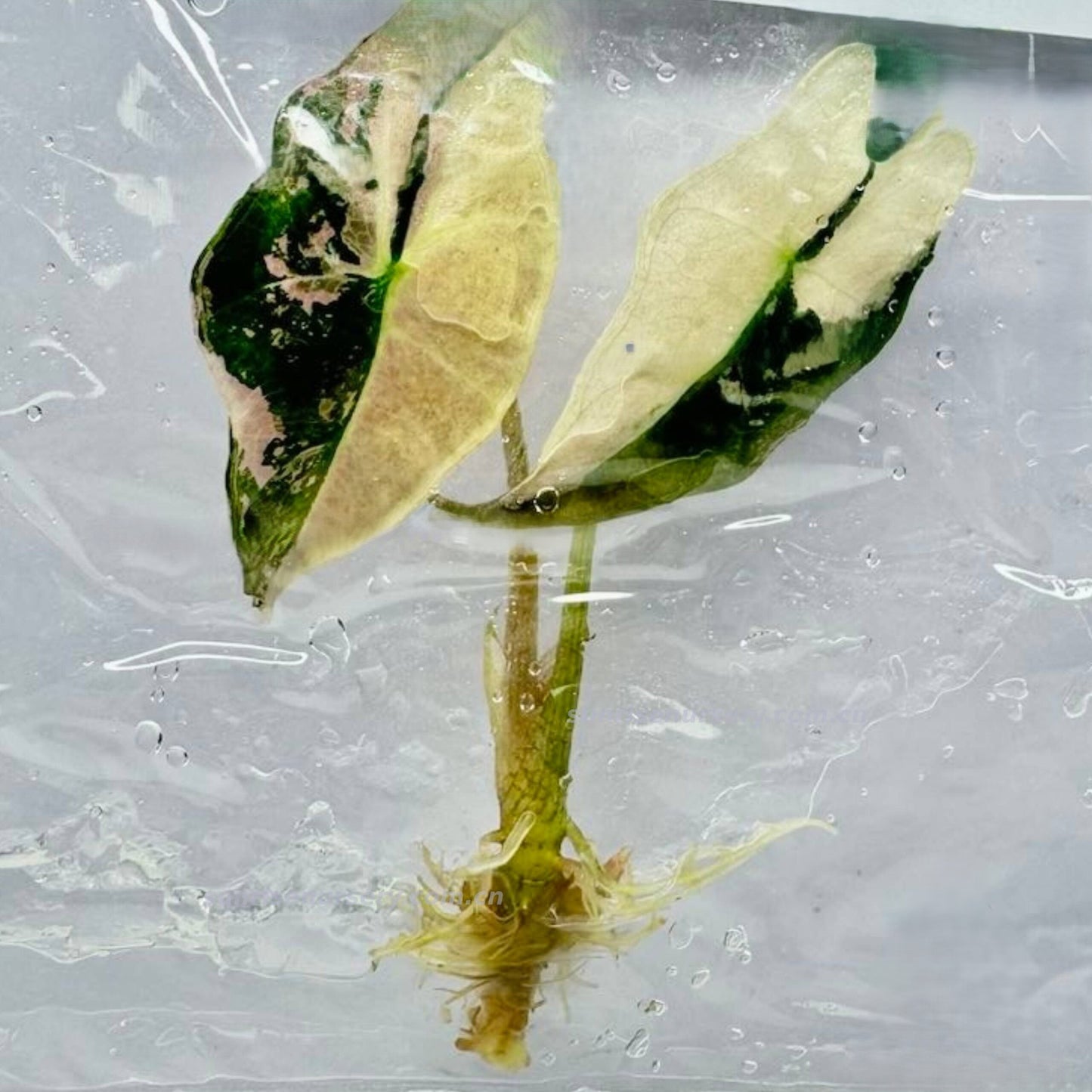Alocasia Nobilis Albo/Pink Variegated — Tissue Culture TC Plant | Single & 5-Pack | Ships from Florida