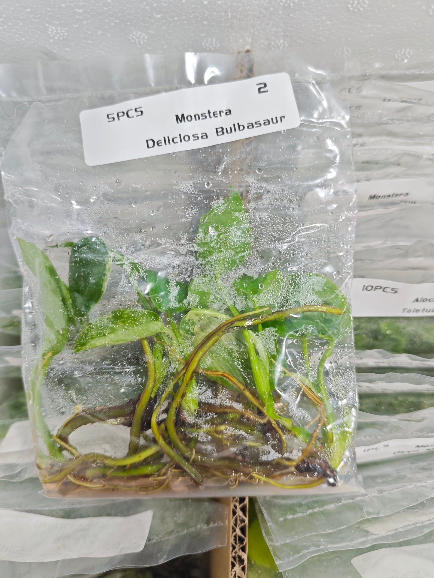 Monstera Bulbasaur - Tissue Culture