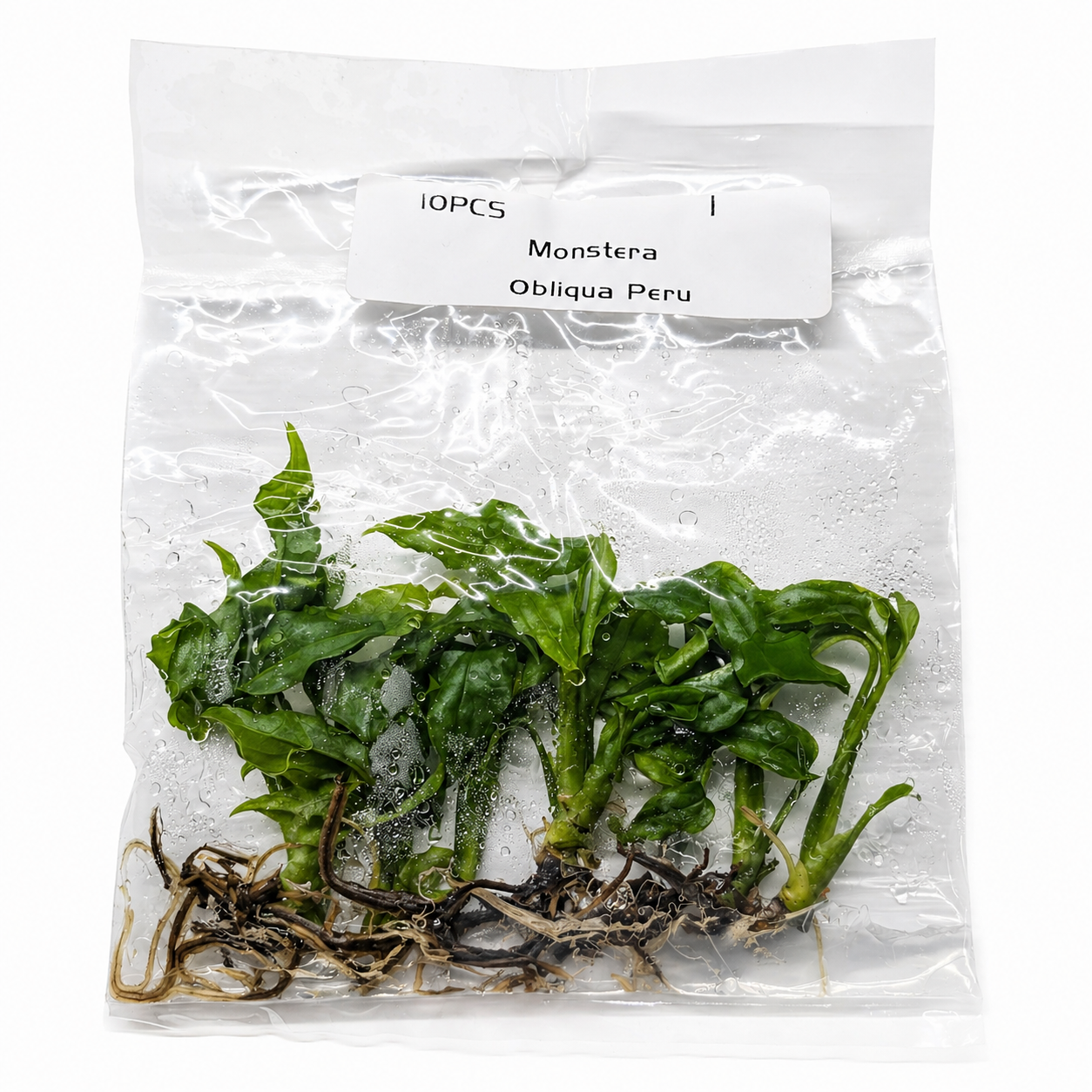 Monstera Obliqua Peru 10 or 50 Pack - Tissue Culture