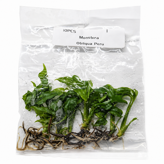 Monstera Obliqua Peru 10 or 50 Pack - Tissue Culture