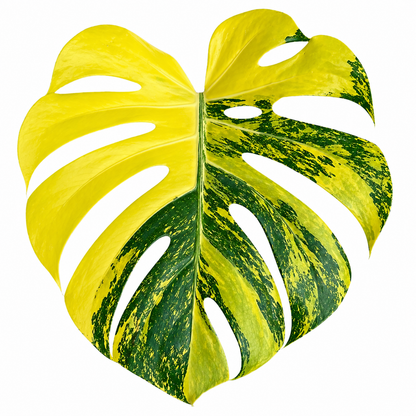 Monstera Deliciosa Lemon Pom Pom — Tissue Culture TC Plant | Single or 5-Pack | Ships from Florida