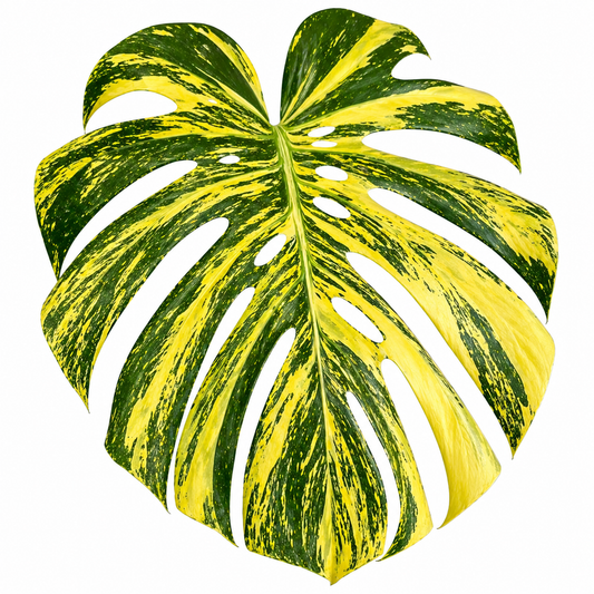 Monstera Deliciosa Yellow Marilyn 5 Pack- Tissue Culture