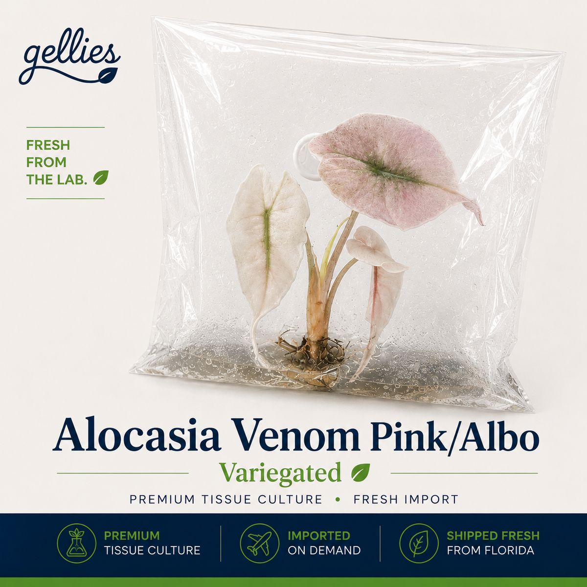Alocasia Venom Pink/Albo Variegated — Tissue Culture TC Plant | Single or 5-Pack | Ships from Florida