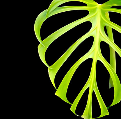 Monstera Burle Marx Flame - Tissue Culture