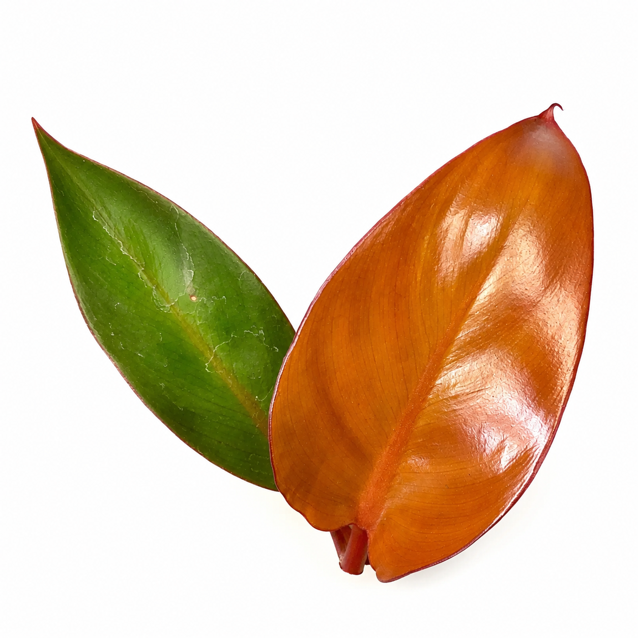 Philodendron Red Sun — Tissue Culture TC Plant | 10-Pack