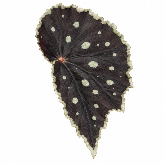Begonia Darthvaderiana x Malachosticta — Tissue Culture TC Plant | 10, 50, or 100-Pack | Darth Vader Begonia