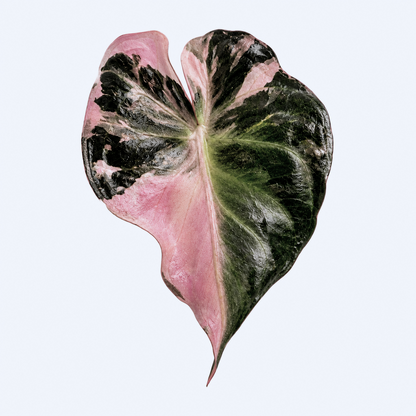 Alocasia Venom Pink/Albo Variegated — Tissue Culture TC Plant | Single or 5-Pack | Ships from Florida