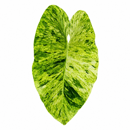 Philodendron Giganteum Blizzard — Tissue Culture TC Plant | 5-Pack