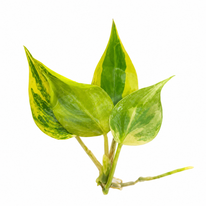 Philodendron Micans Aurea Variegated | Live Tissue Culture Plantlet | Rare Variegated TC Starter Plant | Collector Aroid