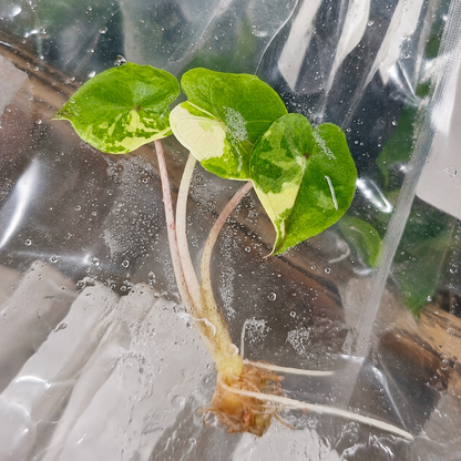 Alocasia Yucatan Princess Albo/Pink Variegated — Tissue Culture TC Plant | Single | 5-Pack | ships from Florida