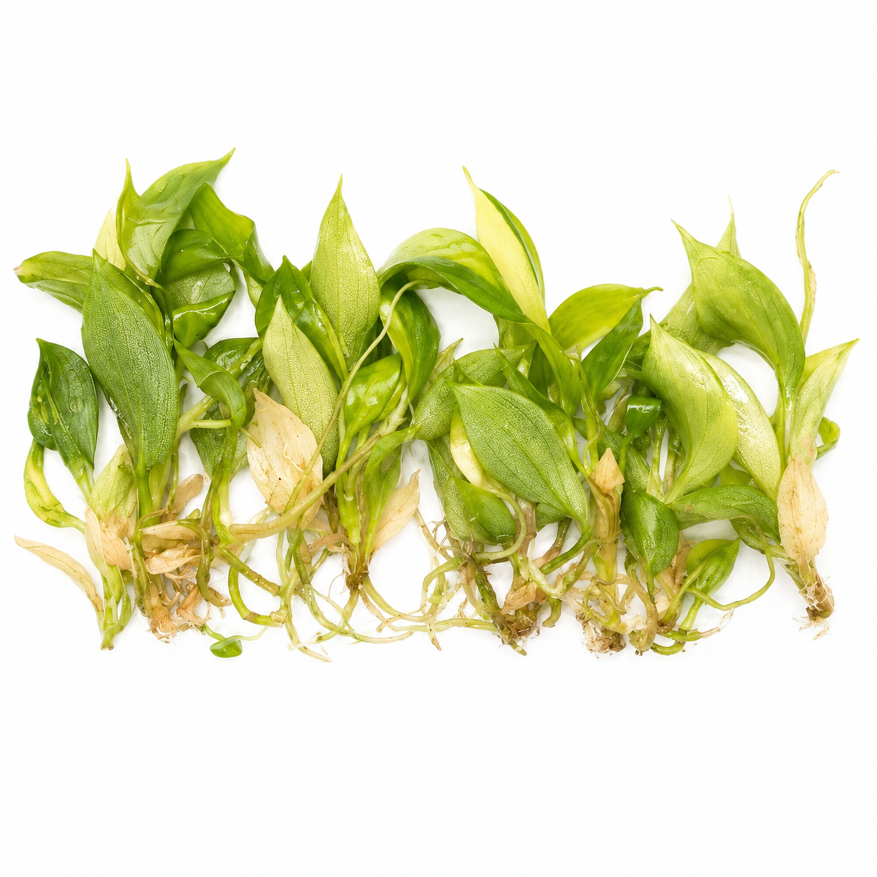Philodendron Florida Beauty Variegated — Tissue Culture TC Plant | 10-Pack | Ships from Florida