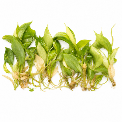 Philodendron Florida Beauty Variegated — Tissue Culture TC Plant | 10-Pack | Ships from Florida