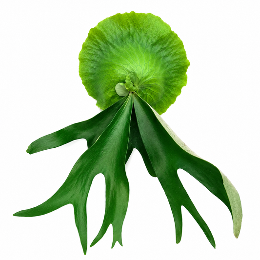 Platycerium Horn's Surprise — Tissue Culture TC Plant | 10-Pack | Ships from Florida
